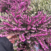 Erica Heather Pink (9cm Pot) -