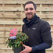 Rhododendron 'Scarlet Wonder' | Dwarf Rhododendron 1L / 2L -