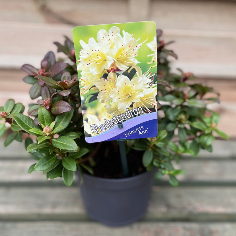 Rhododendron 'Princess Ann' | Dwarf Rhododendron 2L -