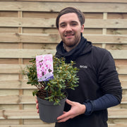 Dwarf Rhododendron 'Snipe' 1L -