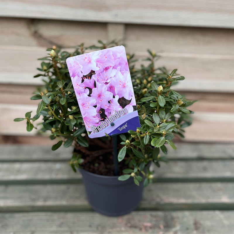 Dwarf Rhododendron 'Snipe' 1L -