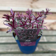 Hebe 'Sweet Dreams' 2L -