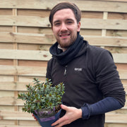 Hebe 'Garden Beauty Blue' 2L -