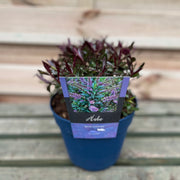 Hebe 'Blue Clouds' 2L -