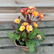 Primula 'Golden Nugget' 2L -