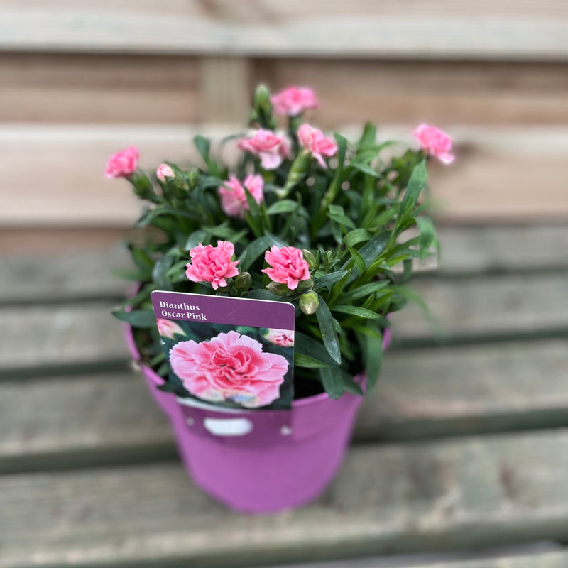 Dianthus 'Oscar Pink' -