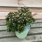 Iberis sempervirens 'Fishbeck' 2L -
