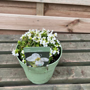Arabis 'Little Treasure White' 2L -