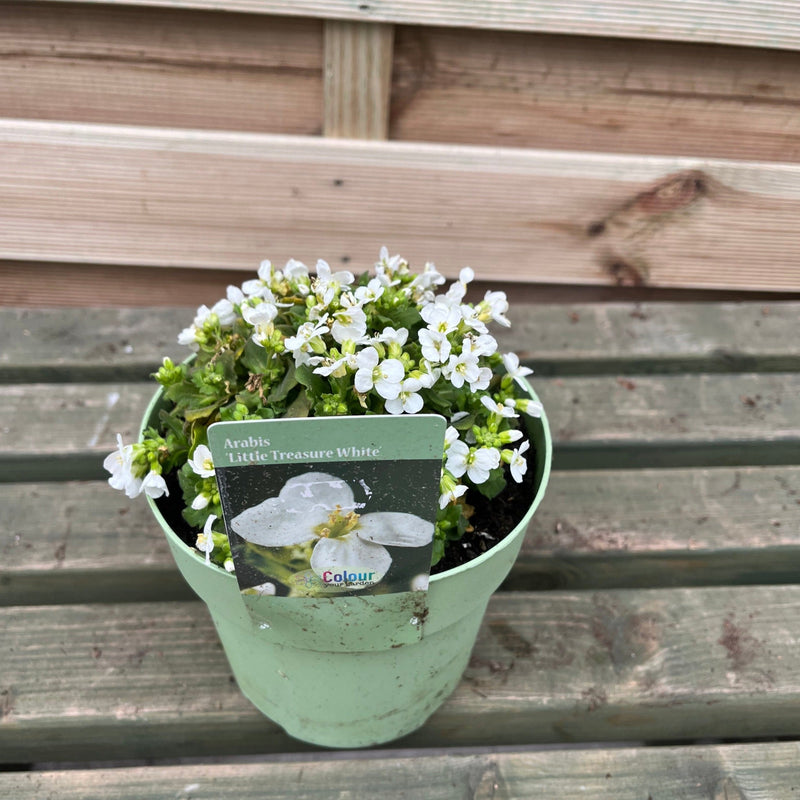 Arabis 'Little Treasure White' 2L -