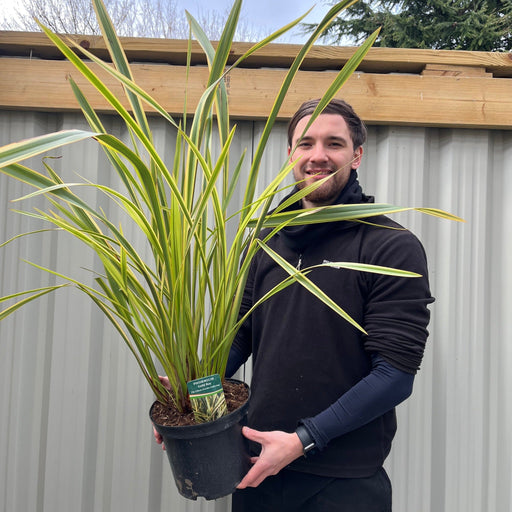 Phormium 'Gold Ray' 9cm / 2L -