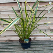 Phormium 'Gold Ray' 9cm / 2L -