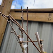 Wisteria floribunda 'Rosea' on Frame 1M 4L -