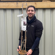 Wisteria floribunda 'Rosea' on Frame 1M 4L -