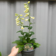 Digitalis grandiflora 'Carillon' Dwarf Foxglove 9cm -