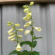 Digitalis grandiflora 'Carillon' Dwarf Foxglove 9cm -