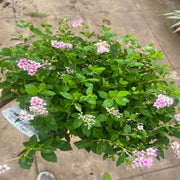 Spiraea japonica 'Little Princess' 9cm / 2L -
