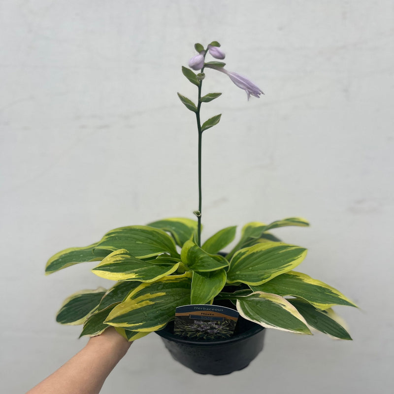 Hosta 'Wide Brim' 9cm/2L -