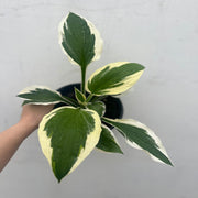 Hosta 'Patriot' 2L -