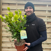 Laurus nobilis Aurea (Golden Bay) 5L 70cm -