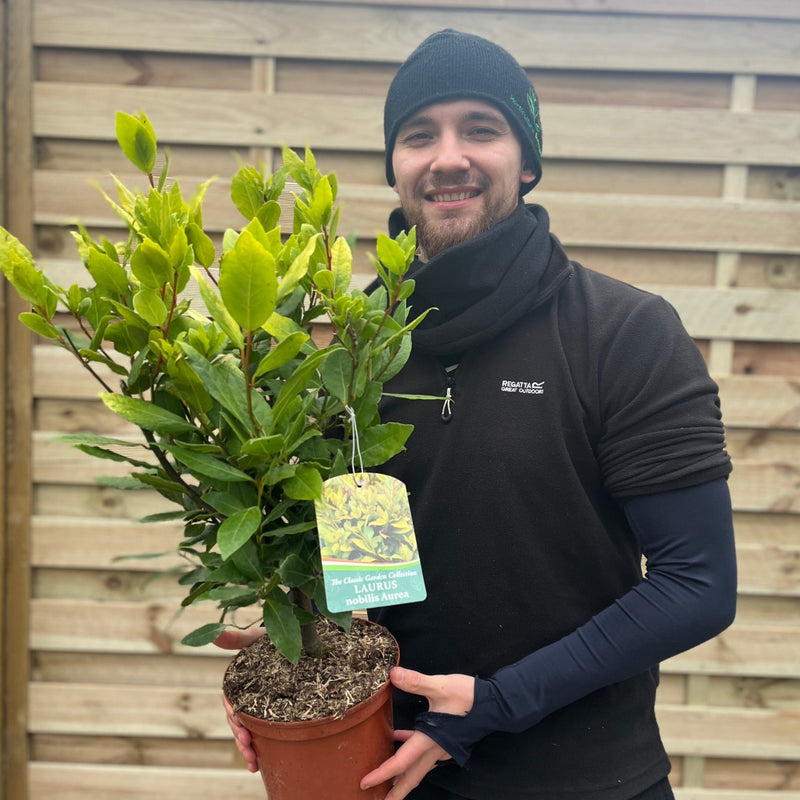Laurus nobilis Aurea (Golden Bay) 5L 70cm -