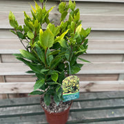 Laurus nobilis Aurea (Golden Bay) 5L 70cm -