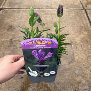 Lavender Stoechas - Javelin Deep Purple 9cm/1.5L/2L -