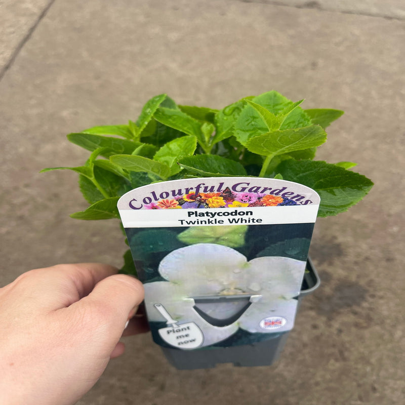Platycodon White 9cm -