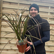 Phormium 'Bronze Baby' 9cm / 2L -