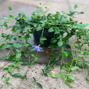 Vinca minor ‘marie’ 9cm / 2L -
