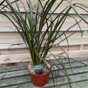 Phormium 'Bronze Baby' 9cm / 2L -