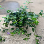 Vinca minor atropurpureum Purple (Periwinkle) 9cm / 2L -