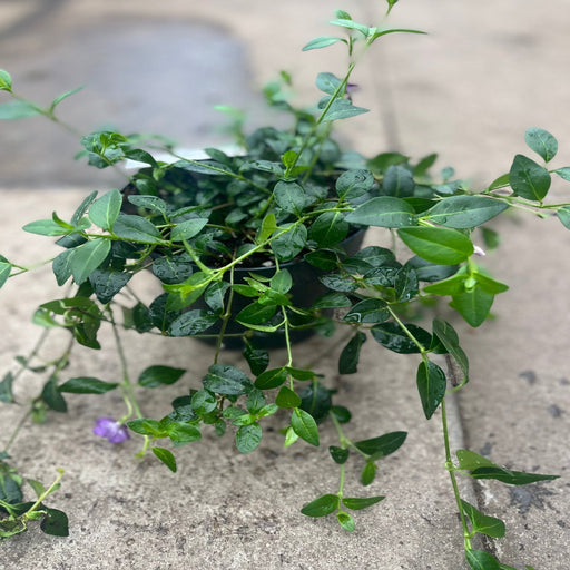 Vinca minor atropurpureum Purple (Periwinkle) 9cm / 2L -