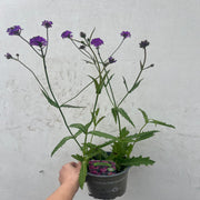 Verbena 'Rigida' 9cm/1.5L/2L -