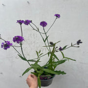 Verbena 'Rigida' 9cm/1.5L/2L -