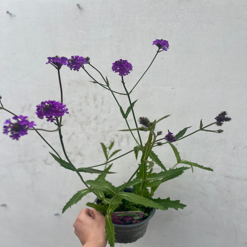 Verbena 'Rigida' 9cm/1.5L/2L -