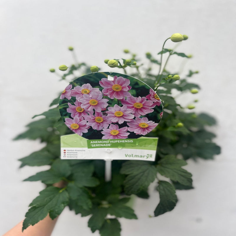 Anemone hupehensis 'Serenade' 2L -
