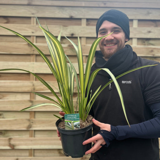 Phormium 'Cream Delight' 60-70cm -