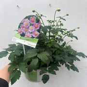 Anemone hupehensis 'Serenade' 2L -