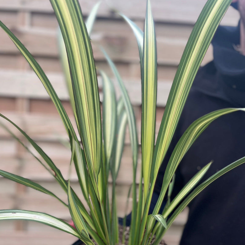 Phormium 'Cream Delight' 60-70cm -