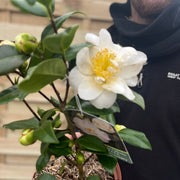 Camellia japonica 'Silver Anniversary' 9cm/3L -