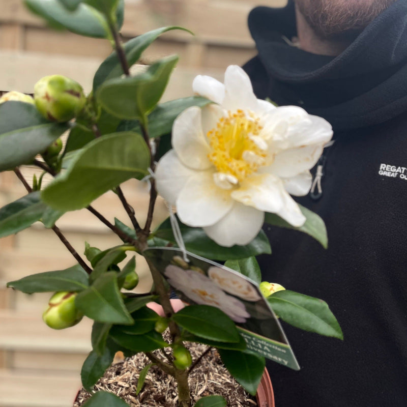 Camellia japonica 'Silver Anniversary' 9cm/3L -