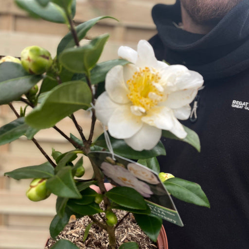 Camellia japonica 'Silver Anniversary' 9cm/3L -