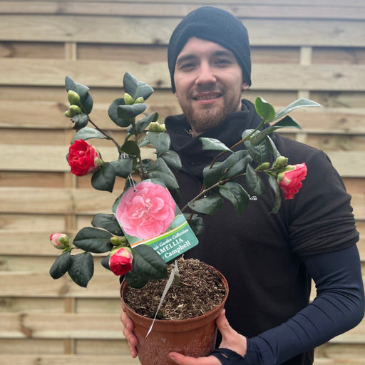 Camellia japonica 'Lady Campbell' 3L -