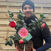 Camellia japonica 'Lady Campbell' 3L -