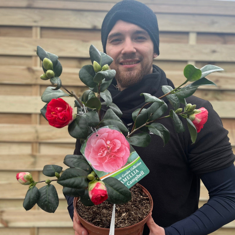 Camellia japonica 'Lady Campbell' 3L -