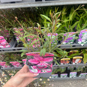 Gaura 'Siskiyou Pink' (9cm) -