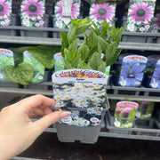 Aster ageratoides 'Starshine' 9cm -