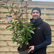 Photinia x fraseri 'Red Robin' -