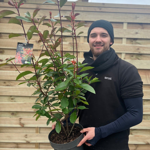 Photinia x fraseri 'Red Robin' -