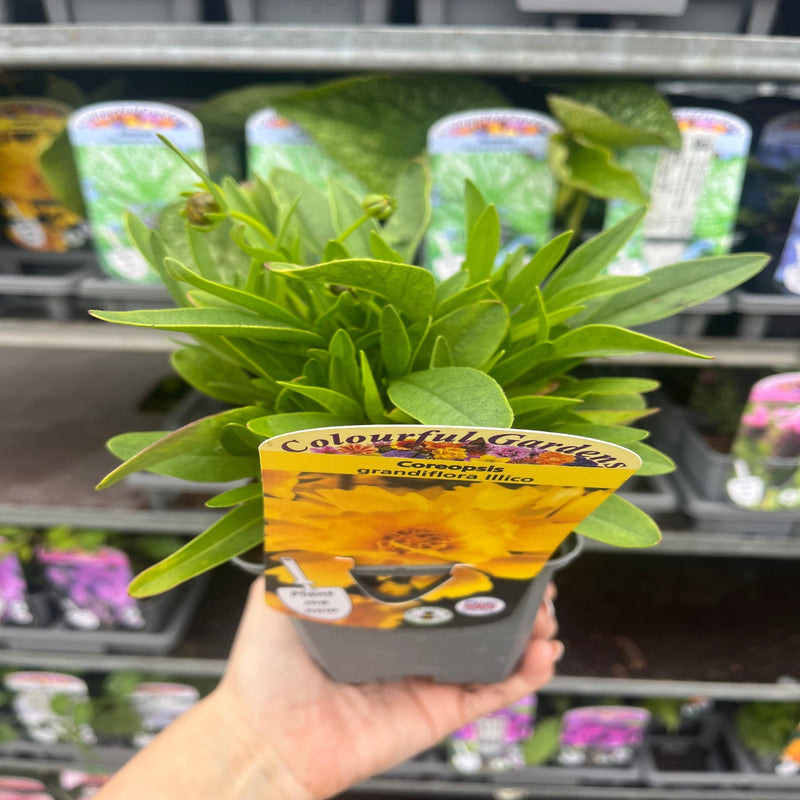 Coreopsis grandiflora 'Illico' 9cm/1.5L -